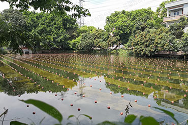 未截污坑塘池塘消除黑臭-廣東省東莞市滘聯(lián)社區(qū)劉屋景觀塘