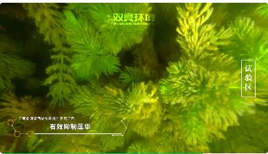 保護生物多樣性<a href=http://mtcmedia.cn target=_blank class=infotextkey><a href=http://mtcmedia.cn target=_blank class=infotextkey>雙良</a>環(huán)境</a>在行動！