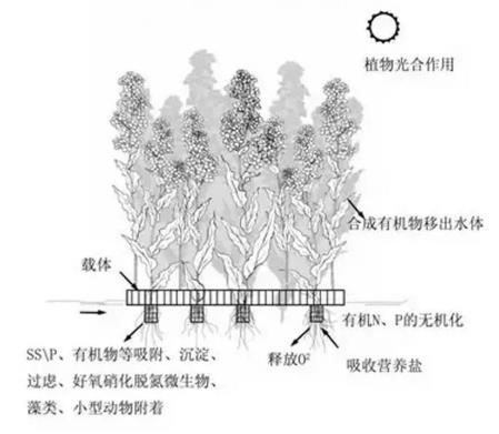 生態(tài)浮島該如何用植物又該怎么選擇？