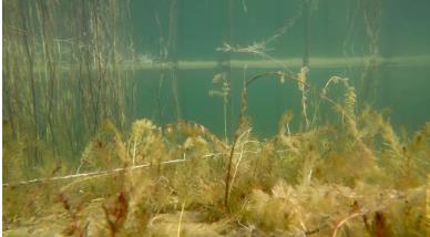 “為全球生物多樣性治理指明了方向”——訪《生物多樣性公約》第十五次締約方大會(huì)主席、中國生態(tài)環(huán)境部部長黃潤秋（人民日?qǐng)?bào)）